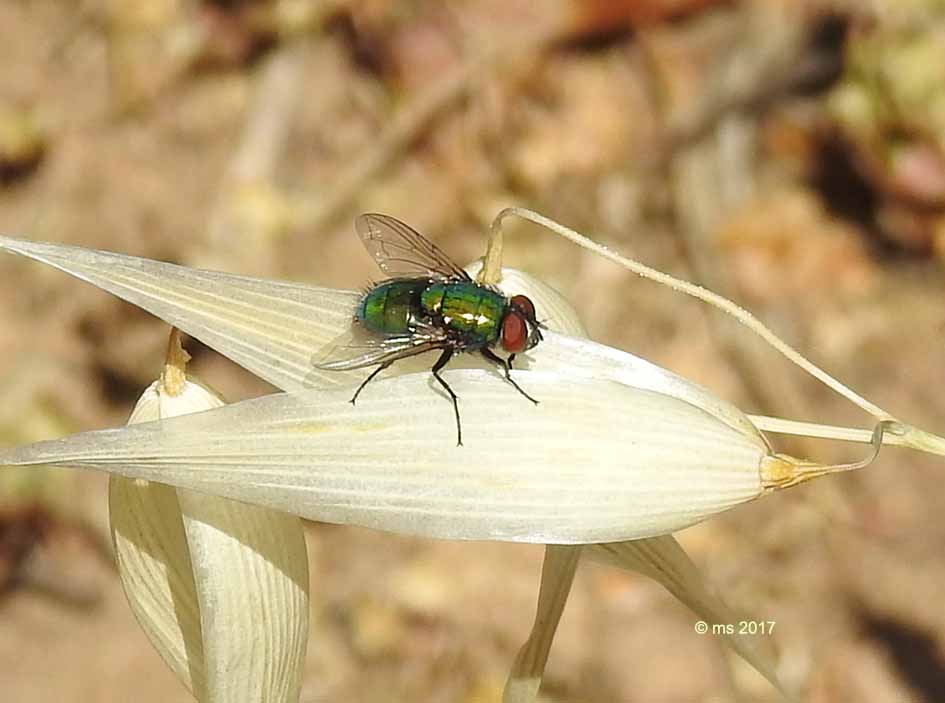 ID Calliphoridae: maschio di Lucilia sericata